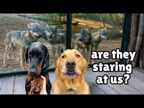 Dogs Meet Wild Zoo Animals (You won't believe their reaction) #Video