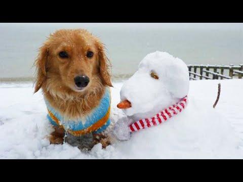 Pets in Winter Video - Funny and Cute Snow Dog Video Compilation
