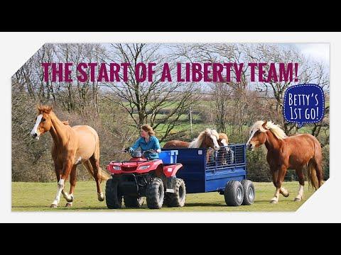 Liberty training for my Ginger team, young Betty's first attempt! Emma Massingale #Video
