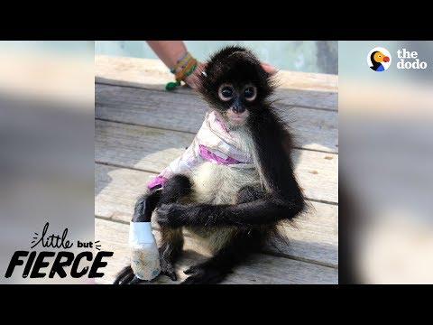 Brave Baby Monkey Loves Every Minute Of Her New Life