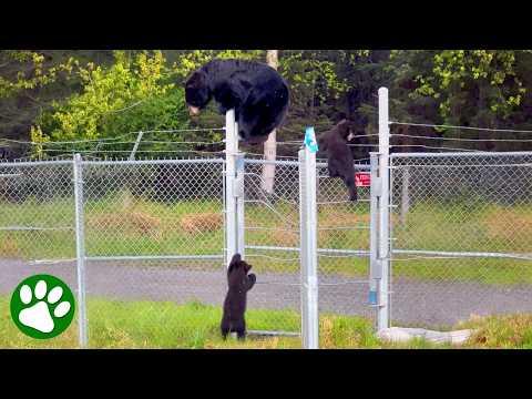 Brave Bear Family Climbs Over Military Fence #Video