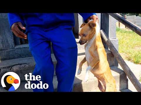 Tiny, Neglected Senior Dog Now Rules Her New Household #Video