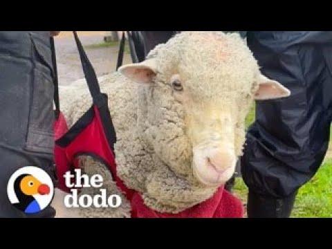 Sheep Who Couldn’t Stand On Her Own Now Runs To Her Favorite People #Video