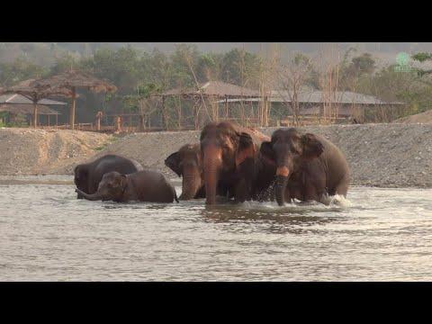 The New Majestic Herd Is Beginning At Elephant Nature Park - ElephantNews #Video