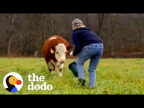 Girl Spends All Her Free Time Trying To Catch Escaped Calf #Video