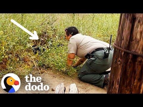 Cat Dumped From Car In State Park Gets Rescued By Hiker #Video