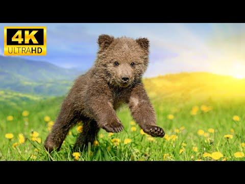Cute Animals 4K - Delighting In The Enchantment Of Baby Creatures With Relaxing Music #Video