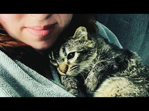 This kitten's mother didn't want him. So a woman raised him like her baby. #Video