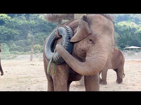 Playful Spirit: Thong Ae's Joyful Adventures - ElephantNews #Video