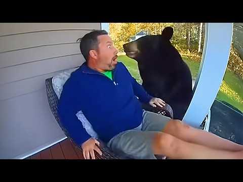 Bears are The Silliest and FUNNIEST ANIMALS Out There! #Video