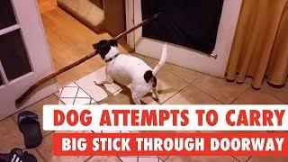 Dog Attempts To Carry Big Stick Through Doorway