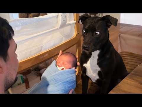 Hilarious Dog Can’t Control His Reaction When Meeting His Baby Sister For The First Time! #Video