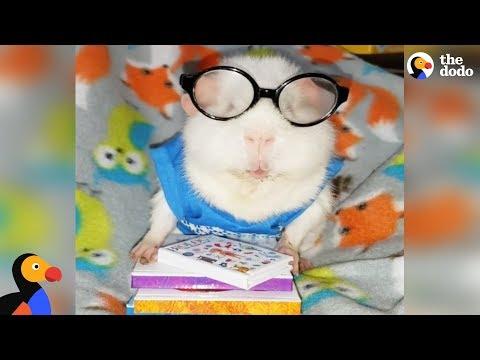 SPOILED Rescued Guinea Pig Has The Best Wardrobe  | The Dodo