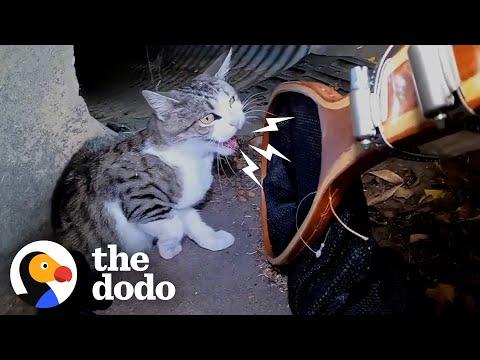 Mama Cat Gives Birth In A Street Gutter #Video