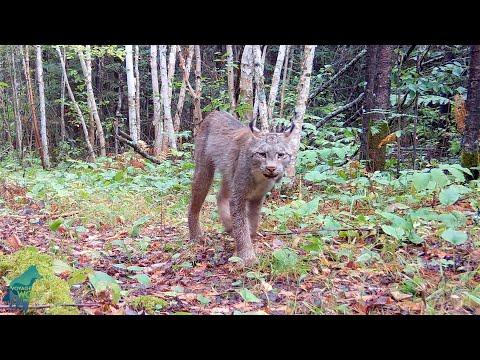 An elusive northern Minnesota lynx in the daylight #Video