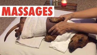Spa Day Pets | Funny Pet Compilation 2018