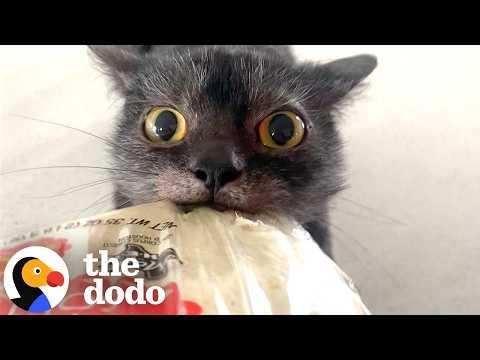 Cats Who Own Their Parents  #Video