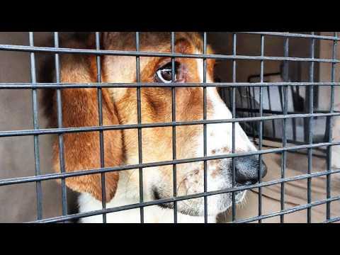 Dog Rescued from Testing Facility Has Tearful First Day at the Beach #Video