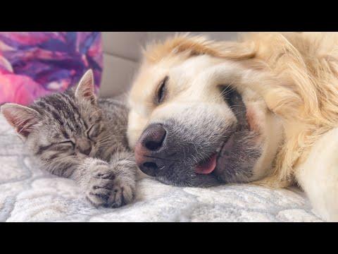 Golden Retriever and Baby Kitten fall asleep together for the First Time #Video
