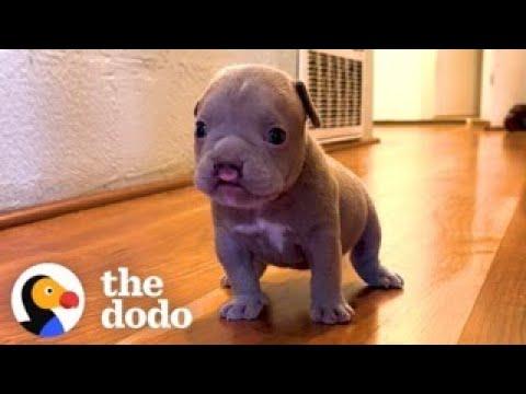 Tiny Cleftie Puppy Pounces On His Pittie Brothers #Video