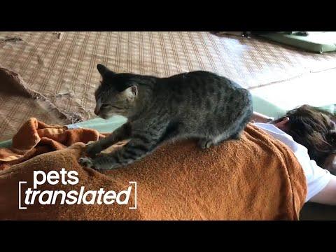 This Cat Is An Amazing Massage Therapists | Pets Translated Video
