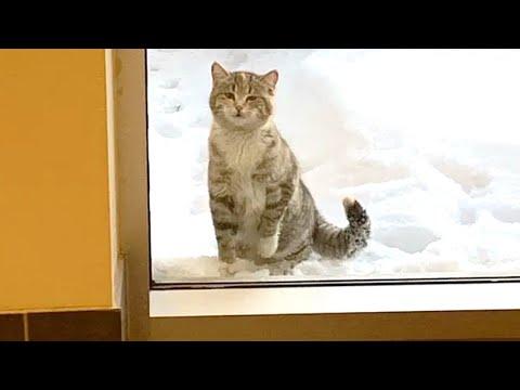 A little kitten wandered to a fire station on a snowy day asked to come inside for warmth #Video