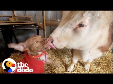 Cow Who Thinks He Is A Dog Is Reunited With His Favorite Puppy #Video