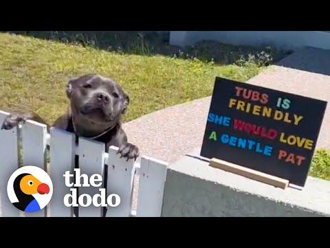 Pittie Needs To Greet Fifteen To Twenty Neighbors Per Day #Video