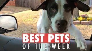 Best Pets of the Week Video Compilation | February 2018 Week 2