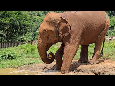 San Mueang - Safe and Sound - ElephantNews #Video