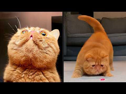 He Was On A Mission | YOUR Daily Dose of Pets #Video