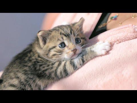 Little Kitten Was Hiding Under A Car. Waiting For Mom But She Was Gone #Video