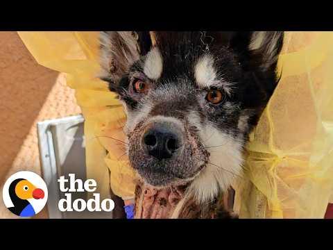 Watch Him Transform Into The Most Gorgeous Husky #Video