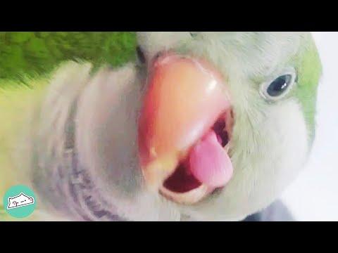 Parrot Used to Be Up To No Good, Now He is an Angel #Video