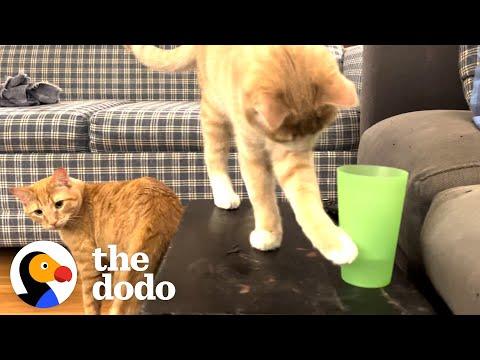 Kitten Brothers Knock Over Every Water Glass In Their House #Video