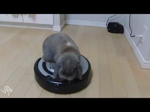 Rabbits And Roombas