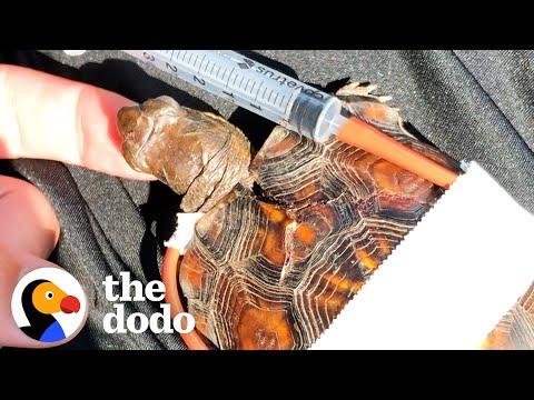 Woman Tapes Little Turtle’s Broken Shell Back Together #Video