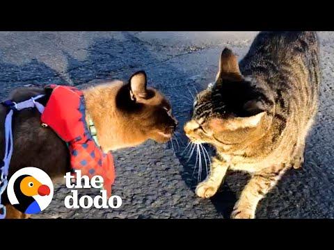 Cat Meets Her New Boyfriend On Her Daily Walk #Video
