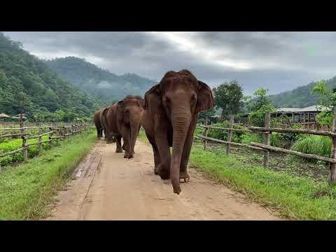 The Happy Daily Routine Of Kham Lha Herd - ElephantNews
