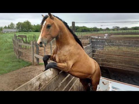 The Funniest Horse Moments You Won't Believe! #Video