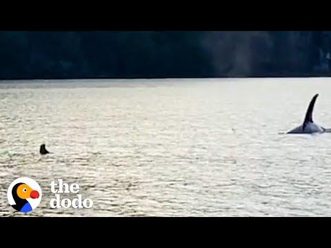 Otter Jumps On Guy’s Boat To Escape Orca #Video