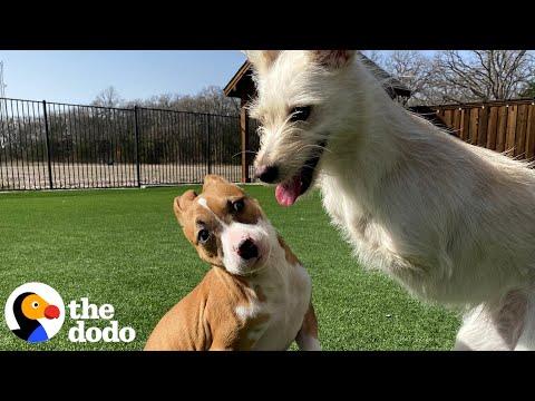 Special Pup Couldn't Make Friends Until... #Video