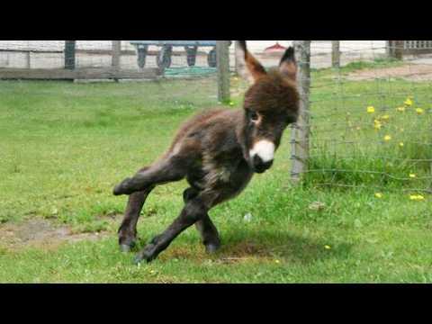 Funny Donkey Moments You Never Expected! #Video