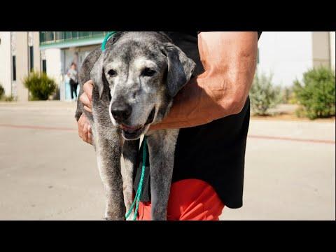 19-Year-Old Lab Is Rescued From The Shelter #Video