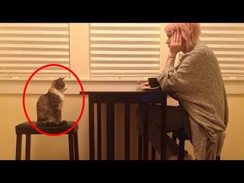 When you have a 'serious' conversation with your cat #Video