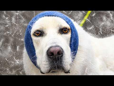 Nobody Warned Me He Was 170lbs (77kg) #Video
