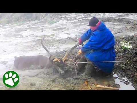 Reindeer found buried in deep mud #Video