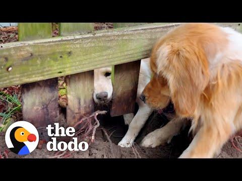 Golden Retriever Becomes Obsessed With The Puppy Next Door #Video