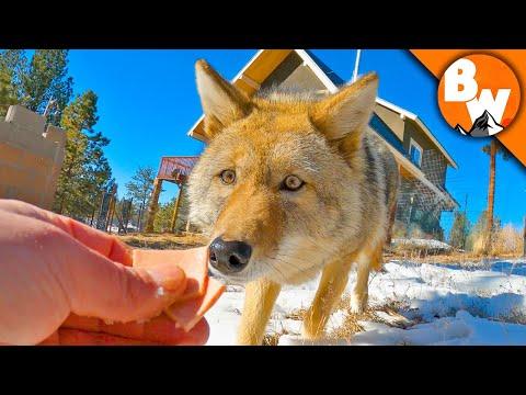 Coyote FINALLY Meets a Coyote!