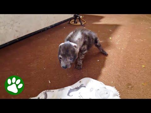 Poor baby had to be saved from his mama #Video